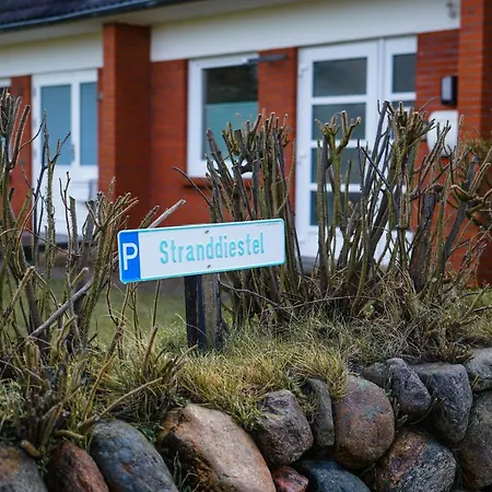 Haushaelfte Stranddiestel